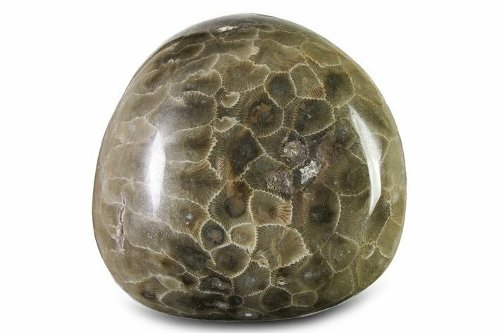 Large, Polished Petoskey Stone (Fossil Coral) - Michigan #322891